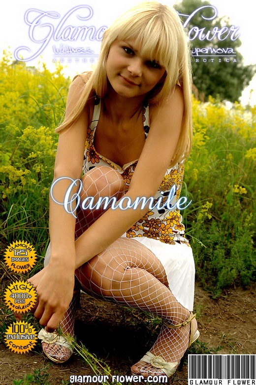`Camomile` - for GLAMOURFLOWER ARCHIVES `Camomile` - for GLAMOURFLOWER ARCHIVES