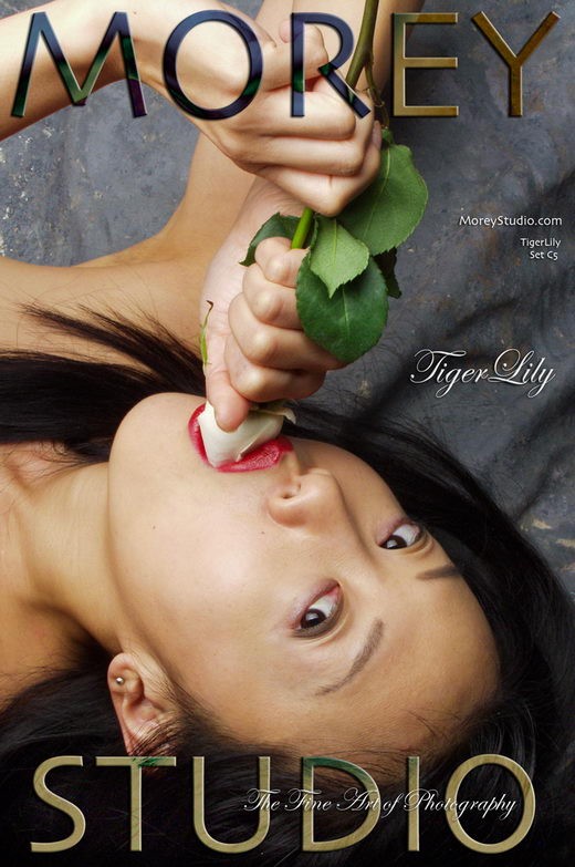 Tiger Lily - `C5` - by Craig Morey for MOREYSTUDIOS Tiger Lily - `C5` - by Craig Morey for MOREYSTUDIOS
