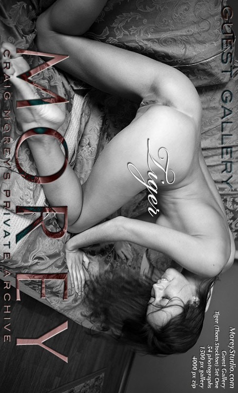 Tiger - `Guest Gallery ( Michelle7 ) - Set One` - by Thom Stockton for MOREYSTUDIOS2 Tiger - `Guest Gallery ( Michelle7 ) - Set One` - by Thom Stockton for MOREYSTUDIOS2